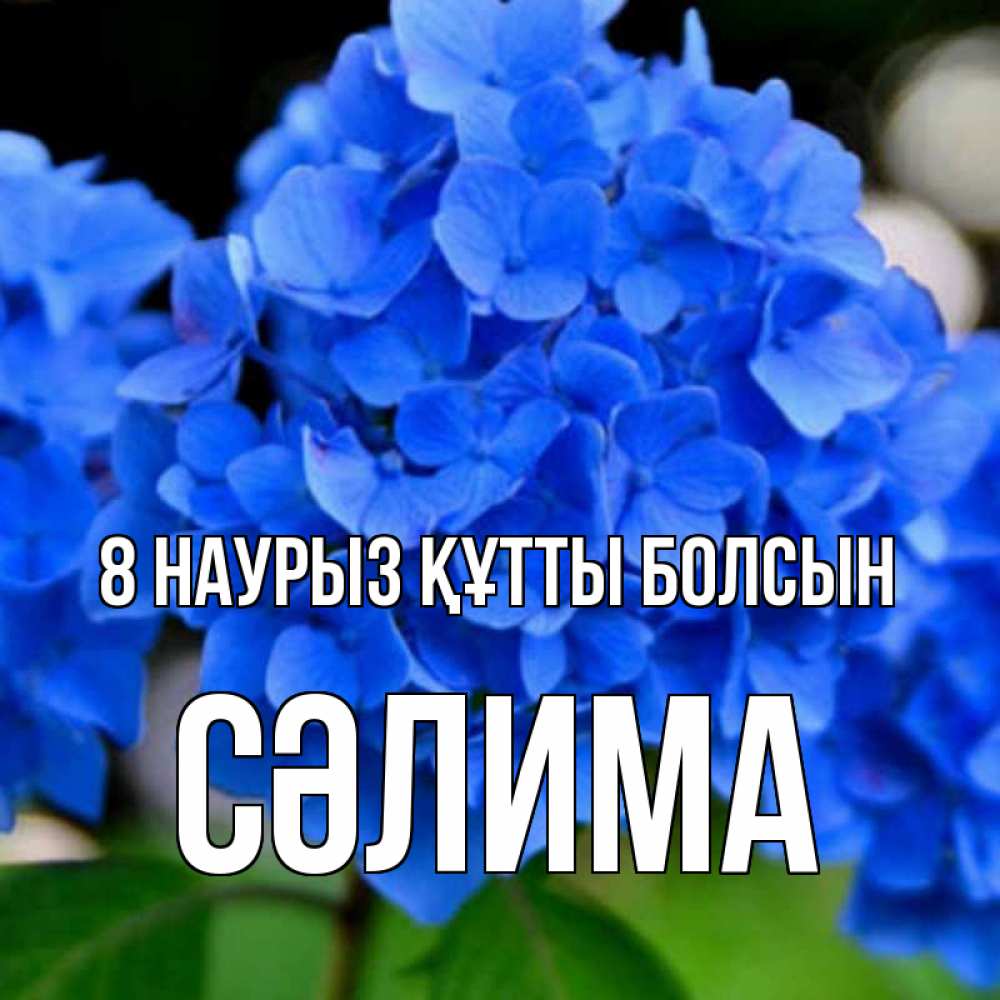 Күн сайын ашық хат с именем, СӘЛИМА 8 наурыз құтты болсын синие цветы Онлайн тегін жүктеп алу тілектері бар керемет карта 