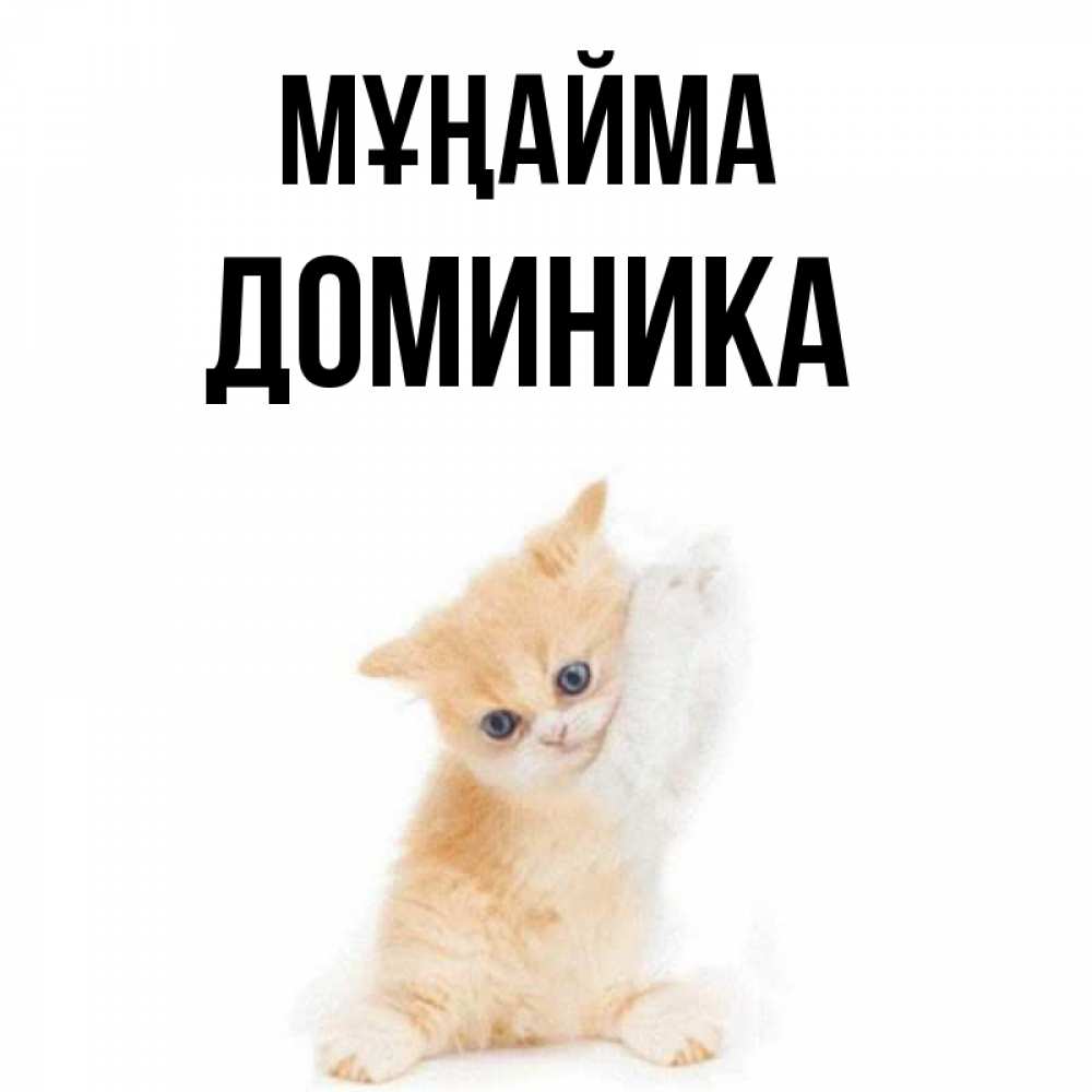 Күн сайын ашық хат с именем, Доминика Мұңайма просящий кот Онлайн тегін жүктеп алу тілектері бар керемет карта 
