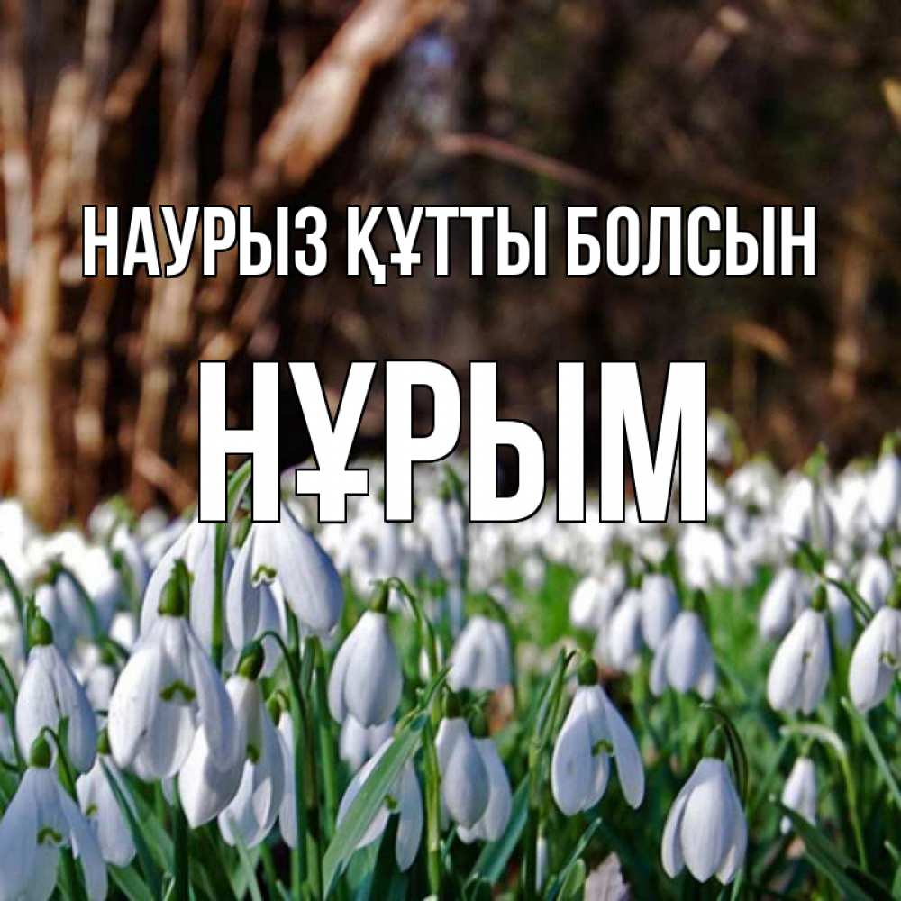 Күн сайын ашық хат с именем, Нұрым Наурыз құтты болсын с подснежниками 1 Онлайн тегін жүктеп алу тілектері бар керемет карта 
