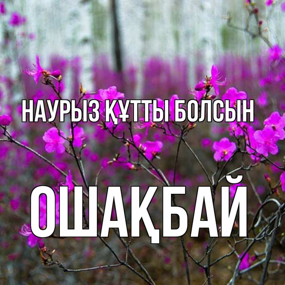Күн сайын ашық хат с именем, ОШАҚБАЙ Наурыз құтты болсын дикие цветы Онлайн тегін жүктеп алу тілектері бар керемет карта 