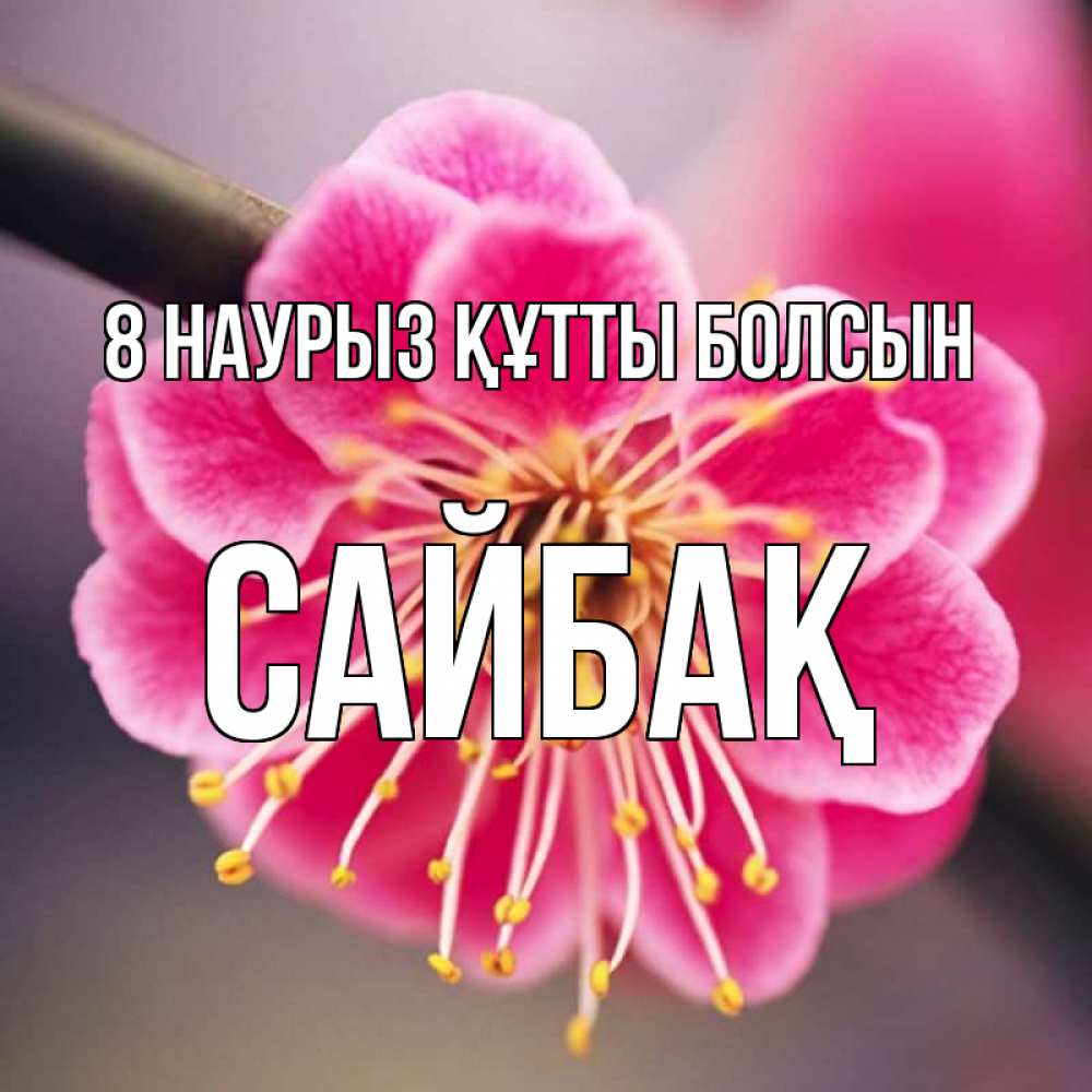 Күн сайын ашық хат с именем, САЙБАҚ 8 наурыз құтты болсын цветы Онлайн тегін жүктеп алу тілектері бар керемет карта 