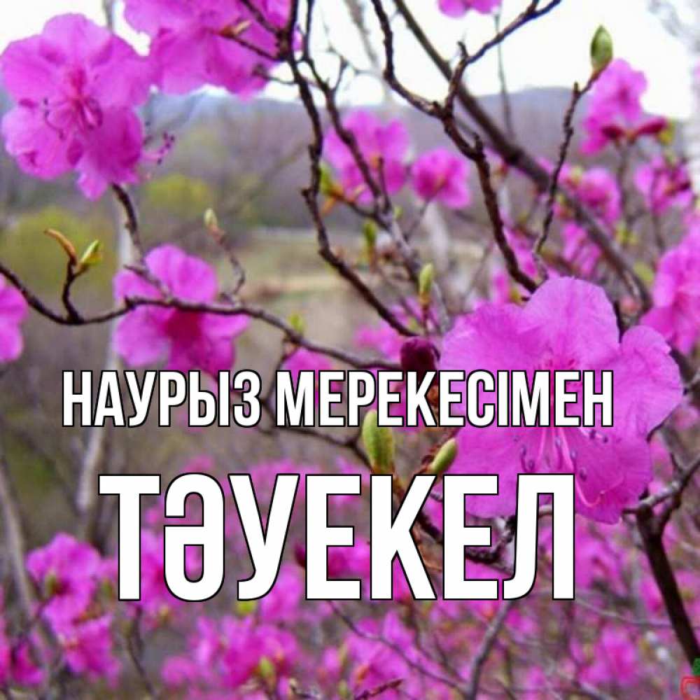 Күн сайын ашық хат с именем, ТӘУЕКЕЛ Наурыз мерекесімен праздник весны наурыз Онлайн тегін жүктеп алу тілектері бар керемет карта 
