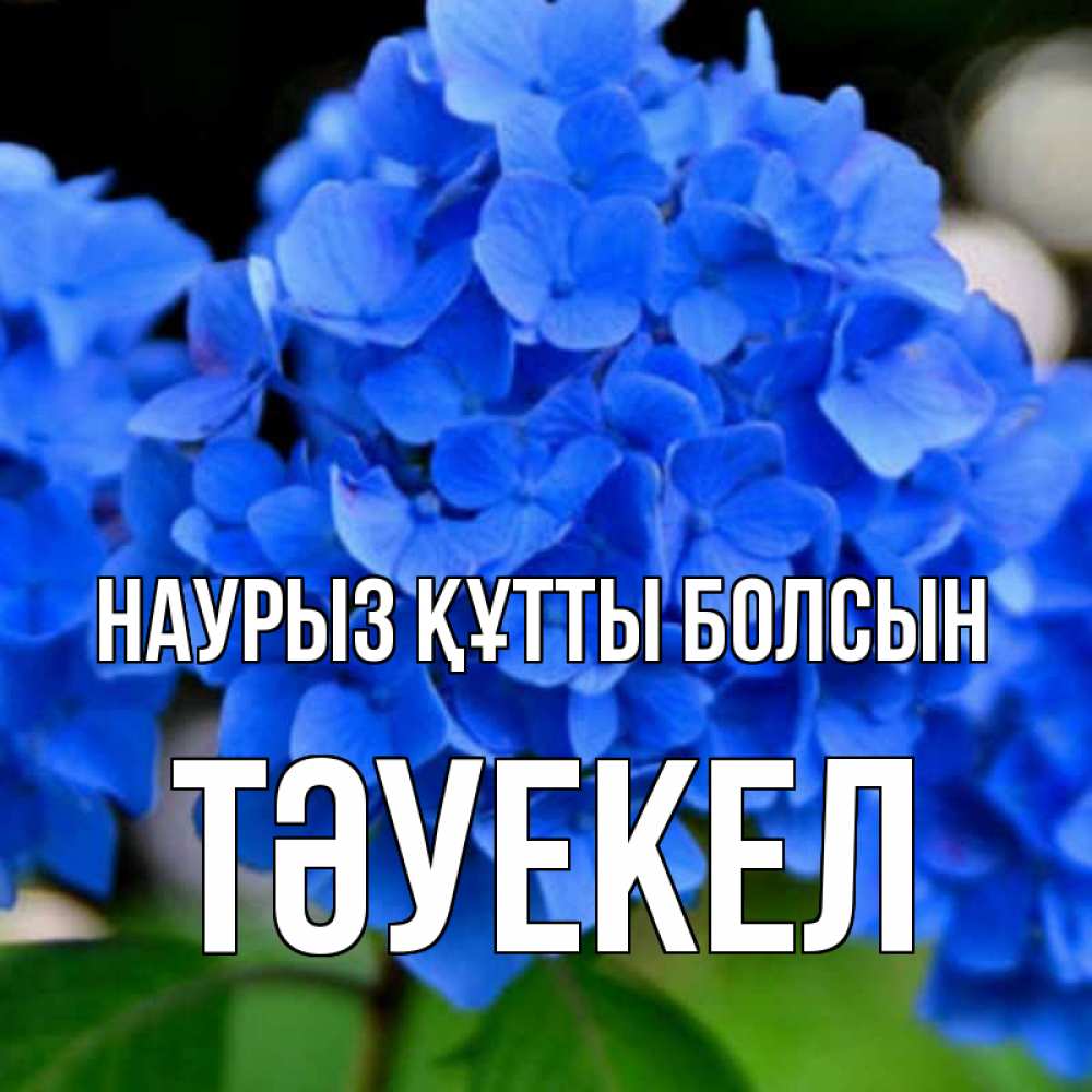 Күн сайын ашық хат с именем, ТӘУЕКЕЛ Наурыз құтты болсын синие цветы Онлайн тегін жүктеп алу тілектері бар керемет карта 