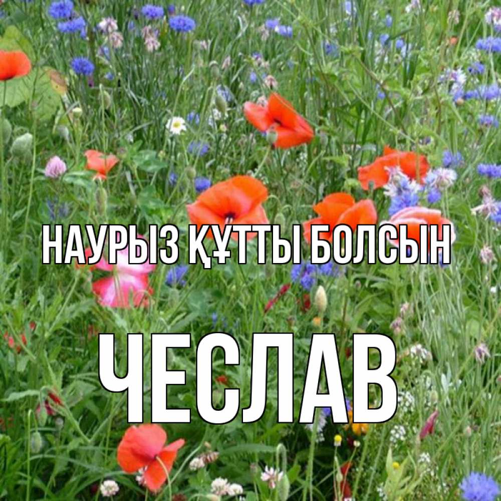 Күн сайын ашық хат с именем, Чеслав Наурыз құтты болсын наурыз  4 Онлайн тегін жүктеп алу тілектері бар керемет карта 