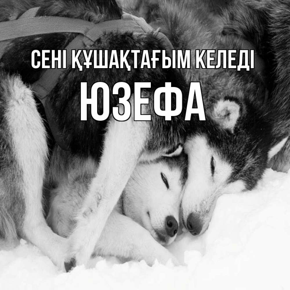 Күн сайын ашық хат с именем, Юзефа сені құшақтағым келеді собачки в упряжке Онлайн тегін жүктеп алу тілектері бар керемет карта 
