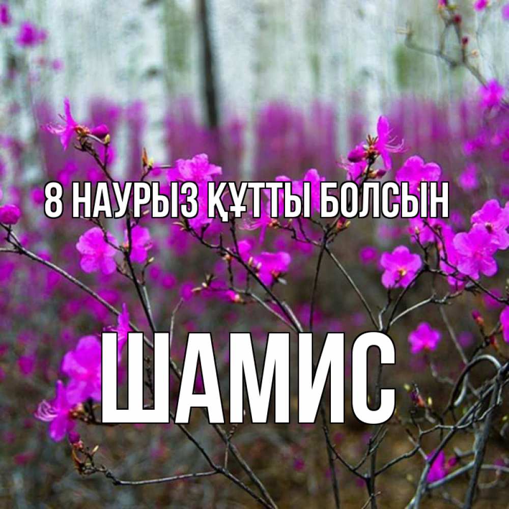 Күн сайын ашық хат с именем, ШАМИС 8 наурыз құтты болсын дикие цветы Онлайн тегін жүктеп алу тілектері бар керемет карта 