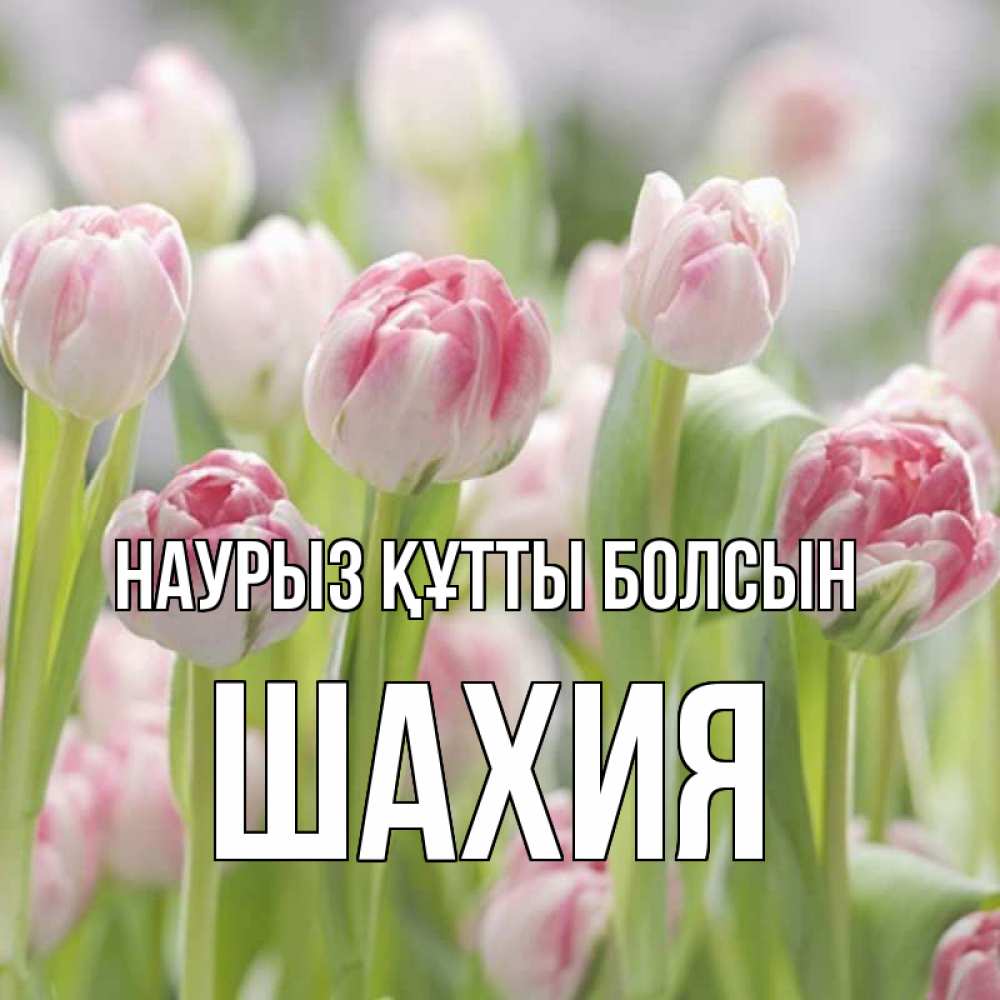 Күн сайын ашық хат с именем, ШАХИЯ Наурыз құтты болсын цветы Онлайн тегін жүктеп алу тілектері бар керемет карта 