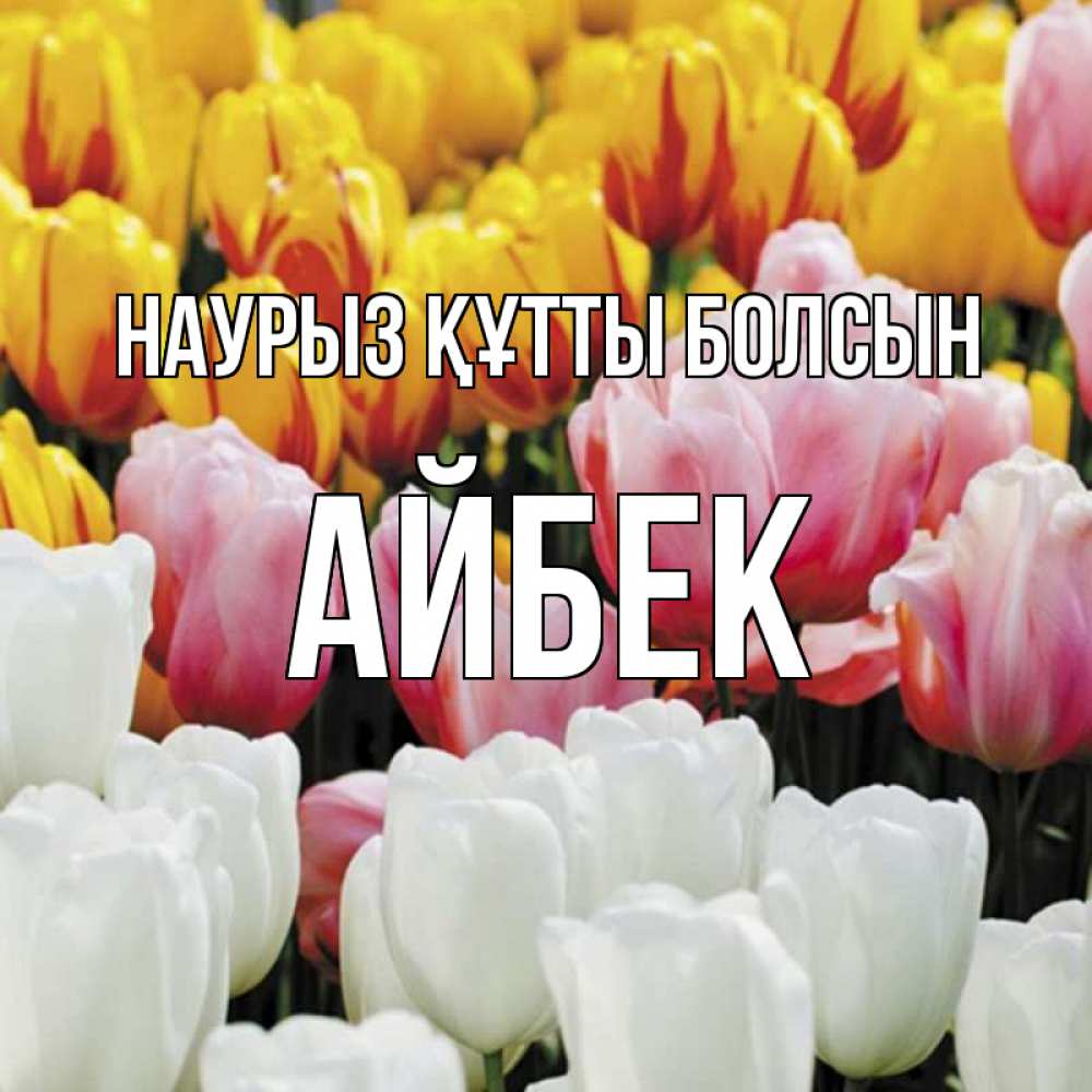 Күн сайын ашық хат с именем, Айбек Наурыз құтты болсын разноцветные цветы Онлайн тегін жүктеп алу тілектері бар керемет карта 