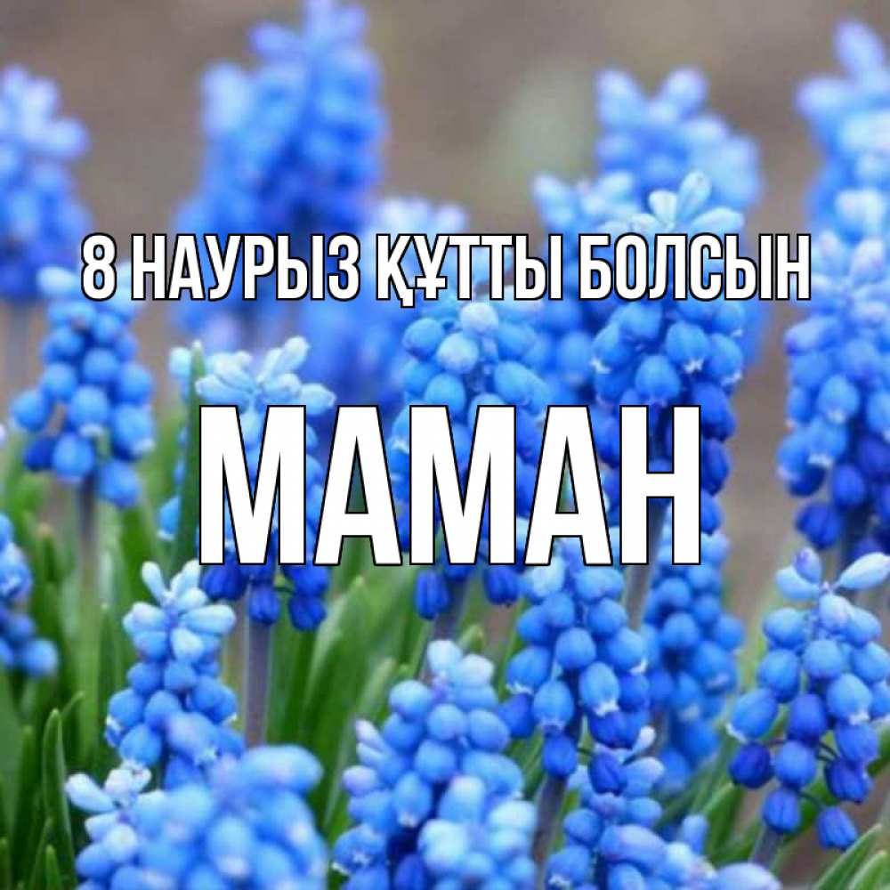 Күн сайын ашық хат с именем, МАМАН 8 наурыз құтты болсын Поздравительная открытка для женщин с цветами на праздничную дату Онлайн тегін жүктеп алу тілектері бар керемет карта 