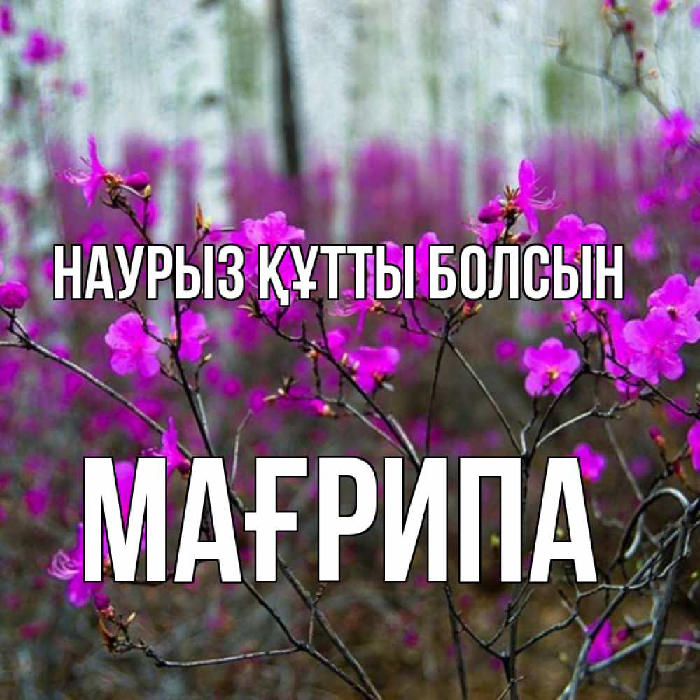 Күн сайын ашық хат с именем, МАҒРИПА Наурыз құтты болсын дикие цветы Онлайн тегін жүктеп алу тілектері бар керемет карта 