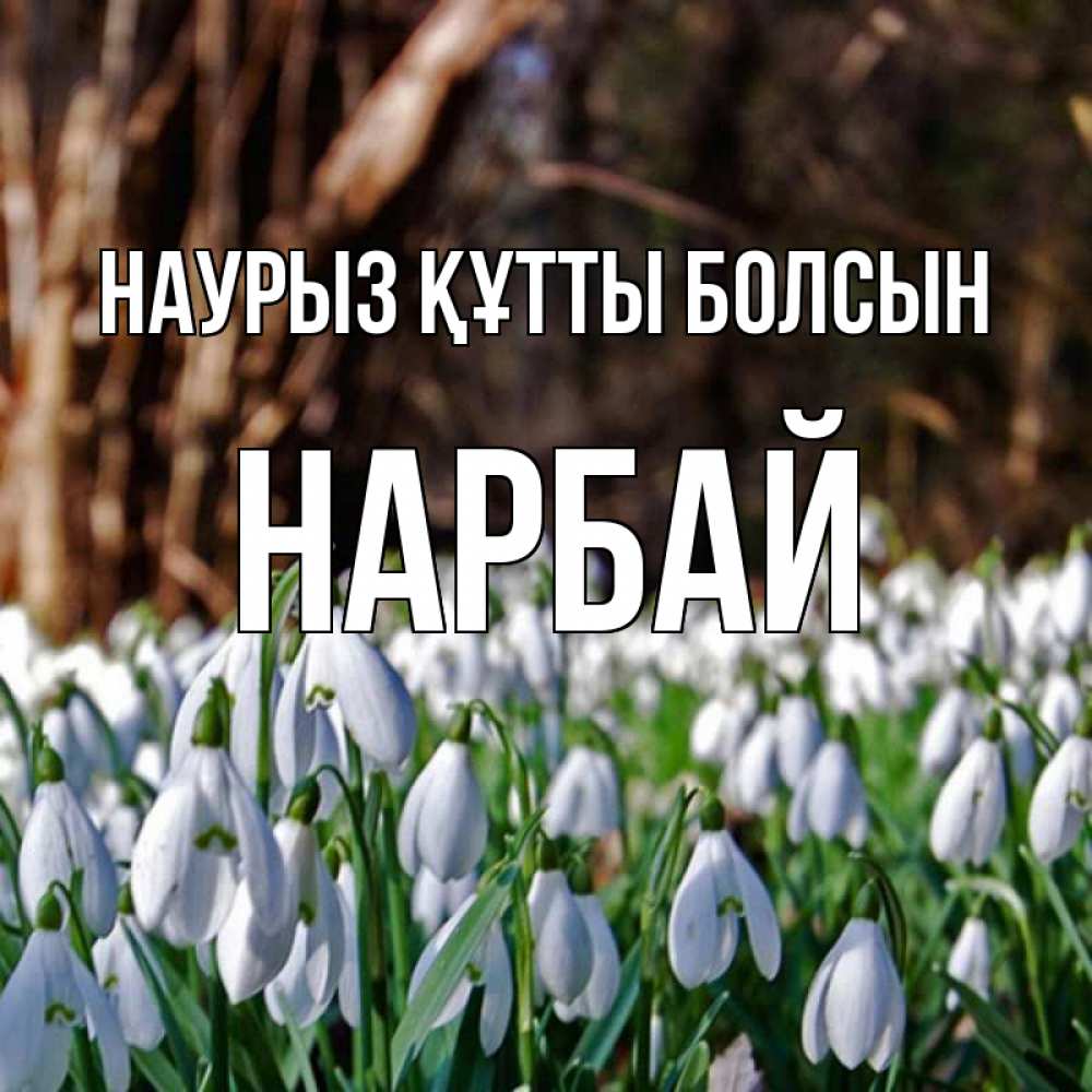 Күн сайын ашық хат с именем, НАРБАЙ Наурыз құтты болсын с подснежниками 1 Онлайн тегін жүктеп алу тілектері бар керемет карта 