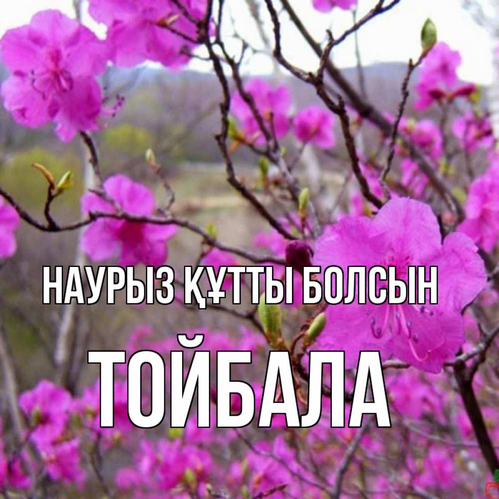 Күн сайын ашық хат с именем, ТОЙБАЛА Наурыз құтты болсын наурыз мейрамы кутты болсын Онлайн тегін жүктеп алу тілектері бар керемет карта 