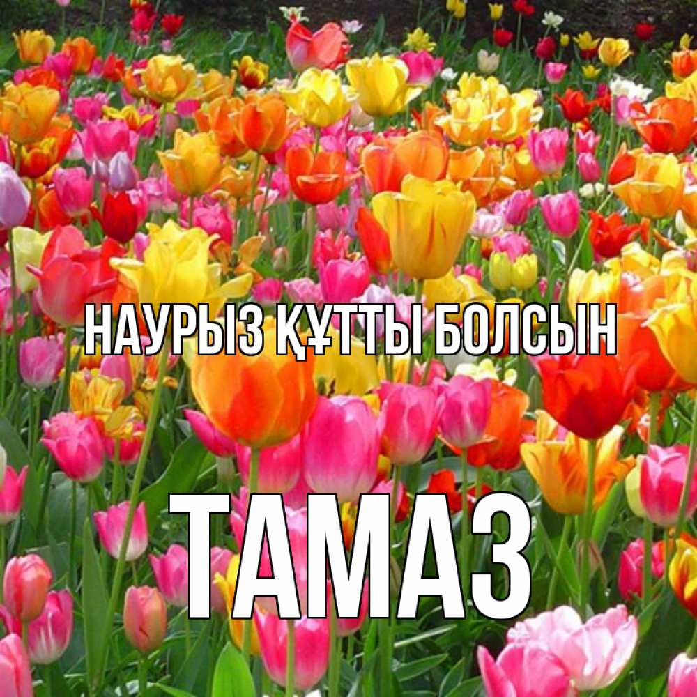Күн сайын ашық хат с именем, Тамаз Наурыз құтты болсын на наурыз  ура ура Онлайн тегін жүктеп алу тілектері бар керемет карта 