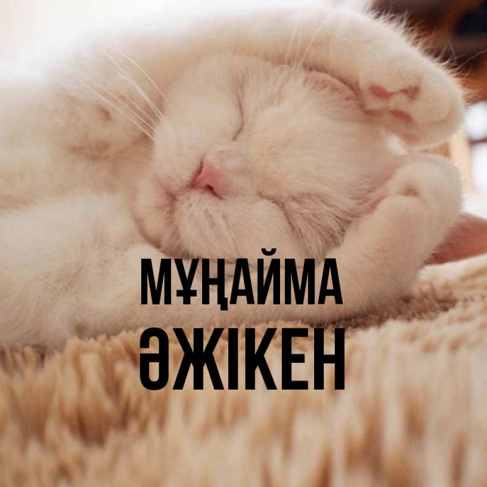 Күн сайын ашық хат с именем, Әжікен Мұңайма Котенок спит Онлайн тегін жүктеп алу тілектері бар керемет карта 