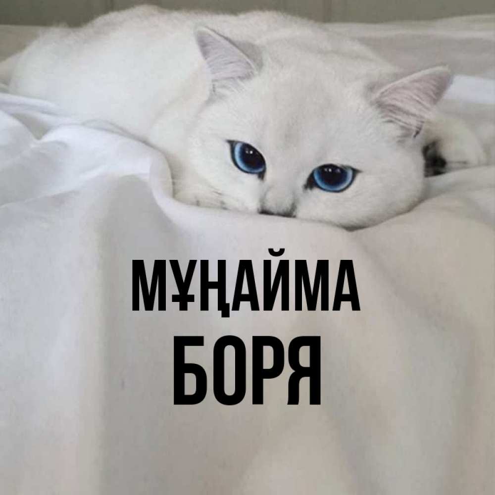 Күн сайын ашық хат с именем, Боря Мұңайма Голубоглазая кошка Онлайн тегін жүктеп алу тілектері бар керемет карта 
