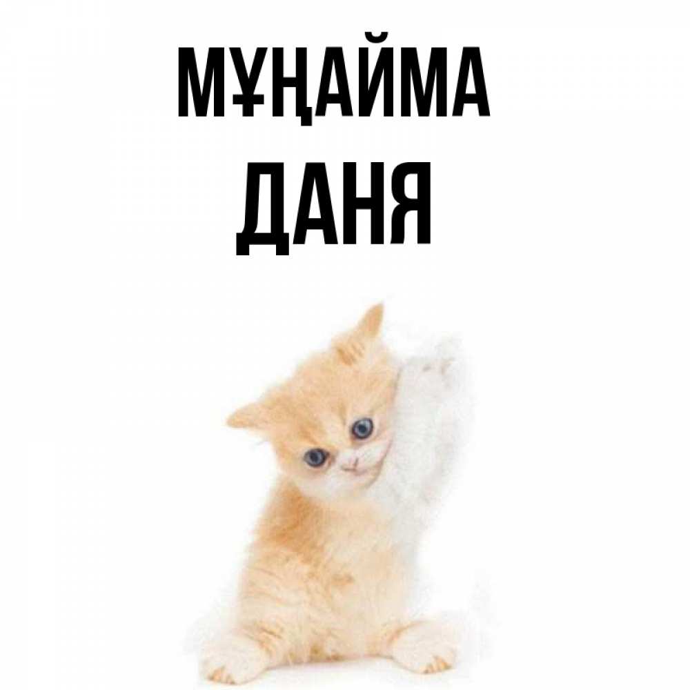 Күн сайын ашық хат с именем, Даня Мұңайма просящий кот Онлайн тегін жүктеп алу тілектері бар керемет карта 