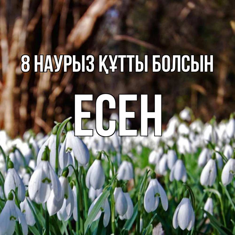 Күн сайын ашық хат с именем, Есен 8 наурыз құтты болсын с подснежниками 1 Онлайн тегін жүктеп алу тілектері бар керемет карта 