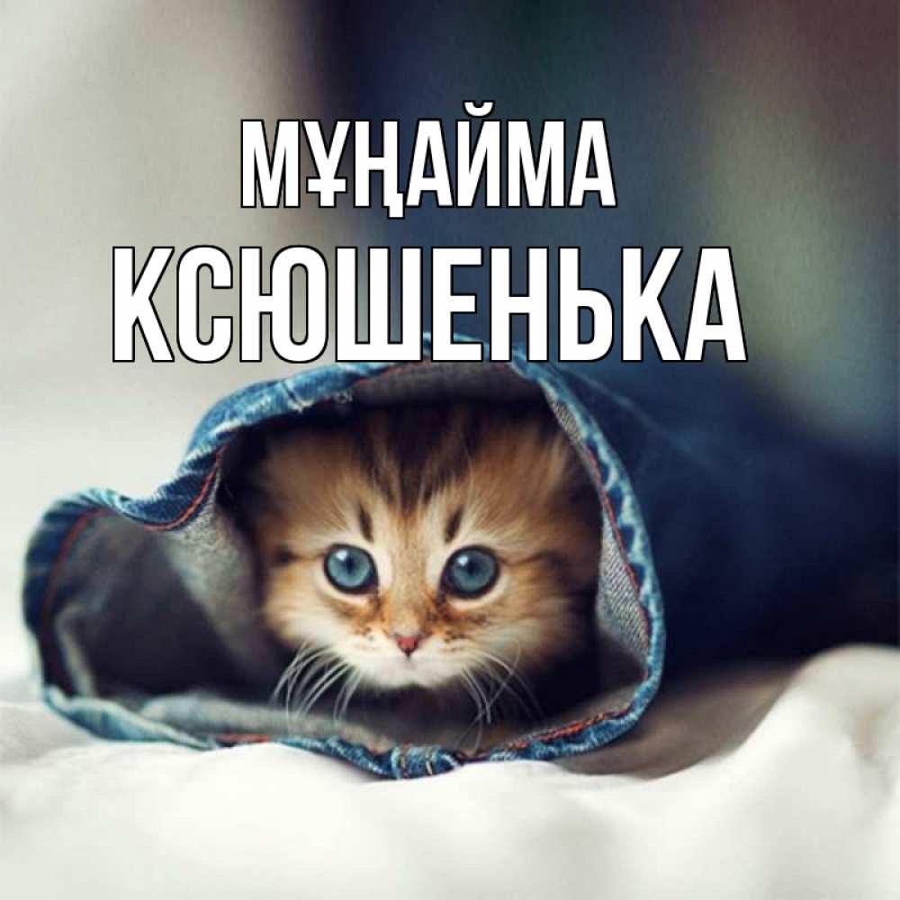 Күн сайын ашық хат с именем, Ксюшенька Мұңайма рыжик котик Онлайн тегін жүктеп алу тілектері бар керемет карта 