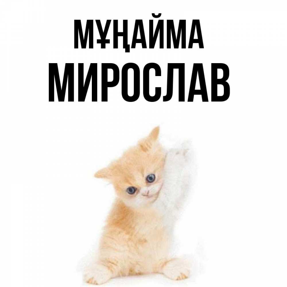Күн сайын ашық хат с именем, Мирослав Мұңайма просящий кот Онлайн тегін жүктеп алу тілектері бар керемет карта 