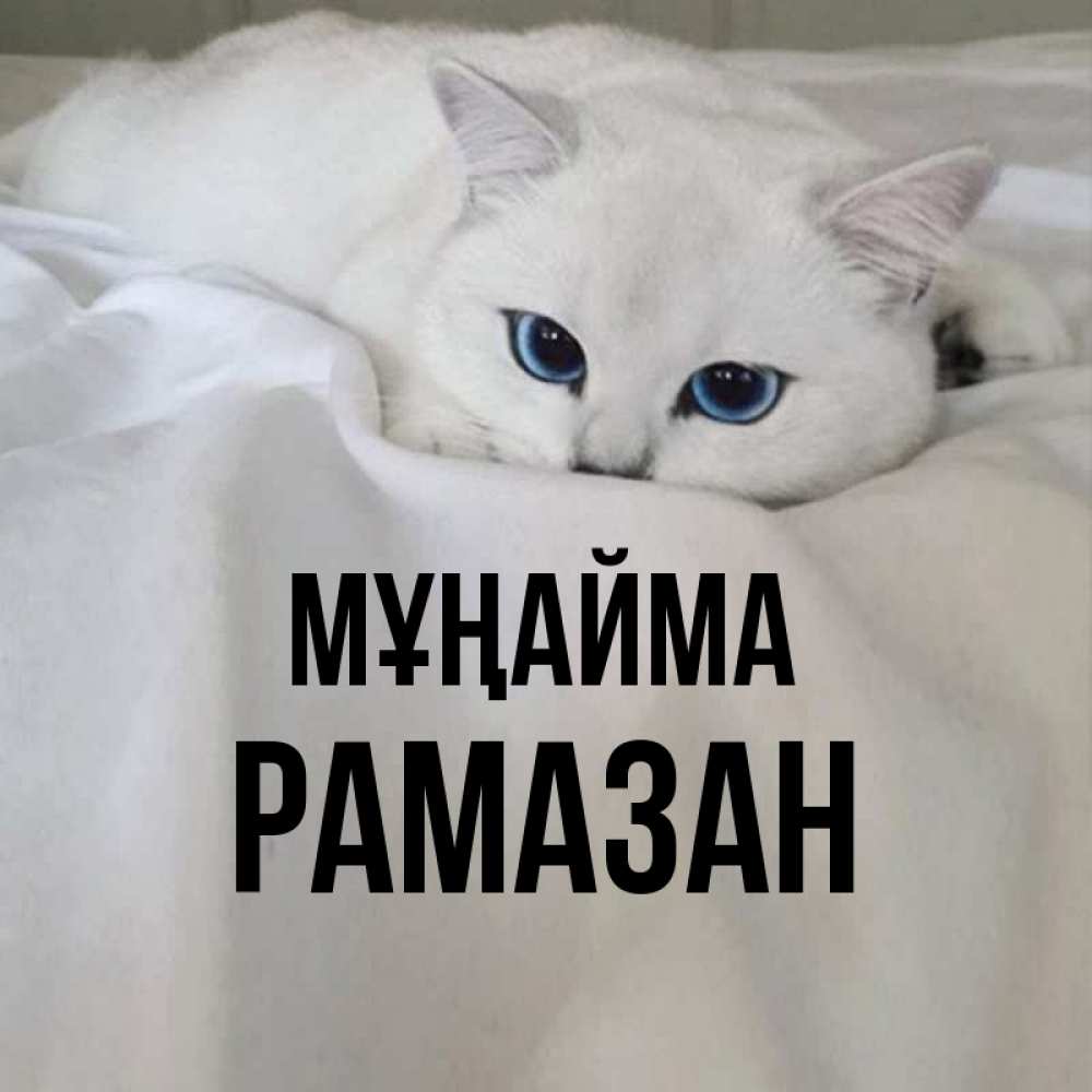 Күн сайын ашық хат с именем, РАМАЗАН Мұңайма Голубоглазая кошка Онлайн тегін жүктеп алу тілектері бар керемет карта 