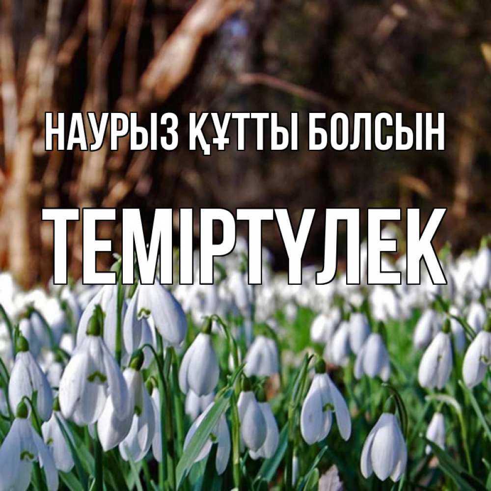 Күн сайын ашық хат с именем, ТЕМІРТҮЛЕК Наурыз құтты болсын с подснежниками 1 Онлайн тегін жүктеп алу тілектері бар керемет карта 