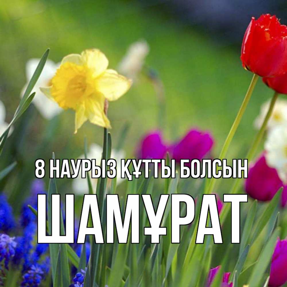 Күн сайын ашық хат с именем, ШАМҰРАТ 8 наурыз құтты болсын международный женский день 3 Онлайн тегін жүктеп алу тілектері бар керемет карта 