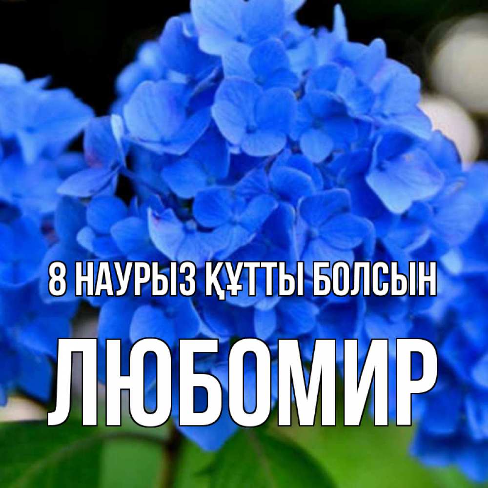 Күн сайын ашық хат с именем, Любомир 8 наурыз құтты болсын синие цветы Онлайн тегін жүктеп алу тілектері бар керемет карта 