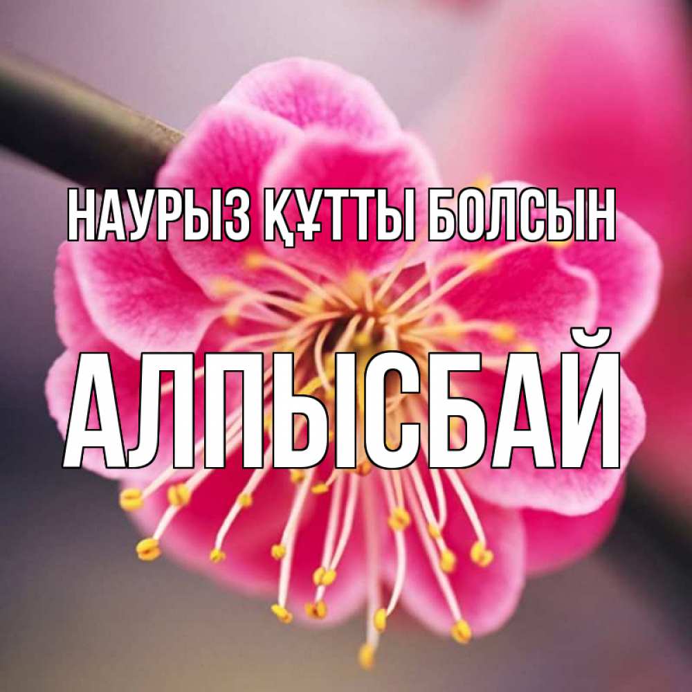 Күн сайын ашық хат с именем, Алпысбай Наурыз құтты болсын цветы Онлайн тегін жүктеп алу тілектері бар керемет карта 