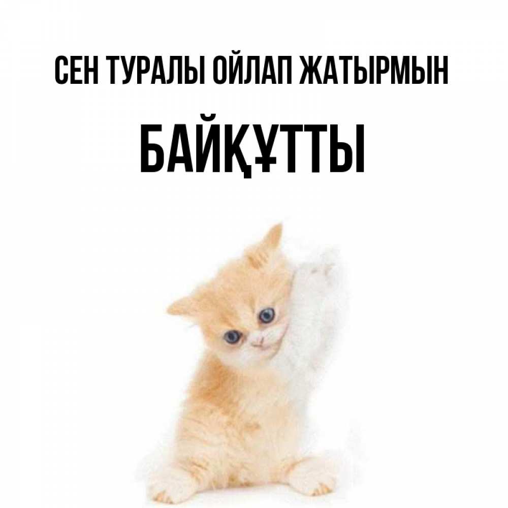 Күн сайын ашық хат с именем, Байқұтты Сен туралы ойлап жатырмын зверушки и милота Онлайн тегін жүктеп алу тілектері бар керемет карта 