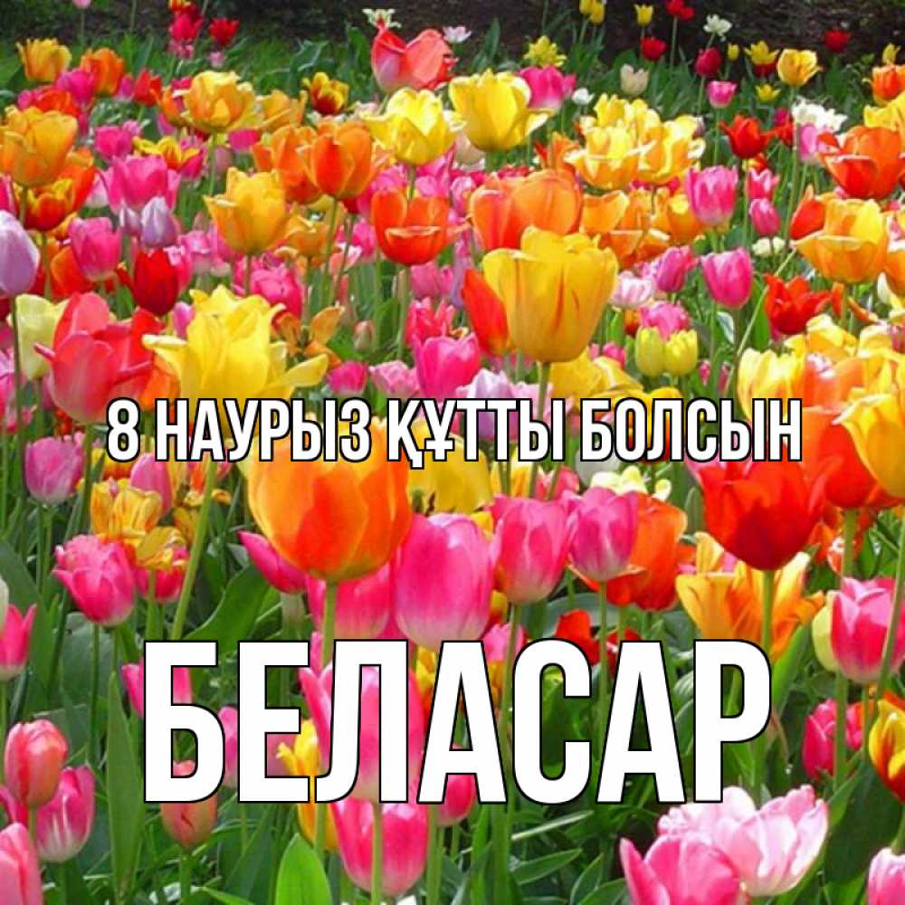 Күн сайын ашық хат с именем, Беласар 8 наурыз құтты болсын на международный женский день Онлайн тегін жүктеп алу тілектері бар керемет карта 
