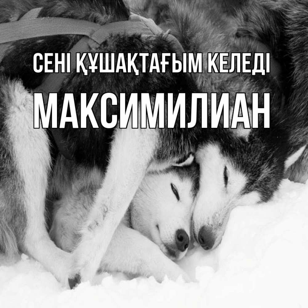 Күн сайын ашық хат с именем, Максимилиан сені құшақтағым келеді собачки в упряжке Онлайн тегін жүктеп алу тілектері бар керемет карта 