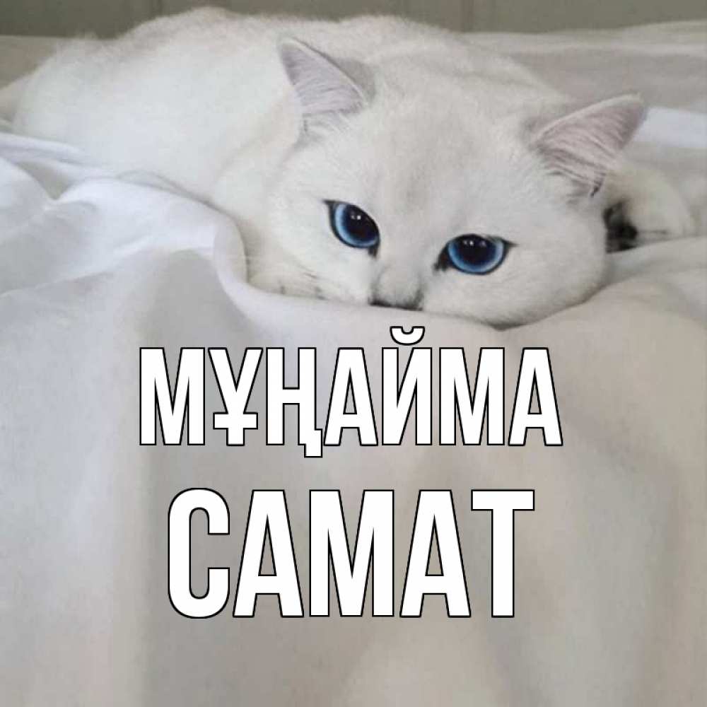 Күн сайын ашық хат с именем, САМАТ Мұңайма белый кот с голубыми глазами на белоснежной кровати Онлайн тегін жүктеп алу тілектері бар керемет карта 