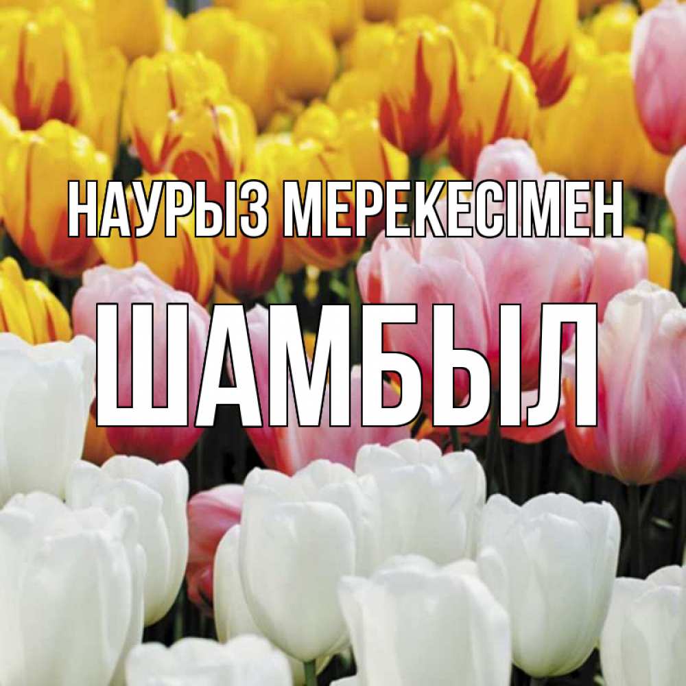 Күн сайын ашық хат с именем, ШАМБЫЛ Наурыз мерекесімен разноцветные цветы Онлайн тегін жүктеп алу тілектері бар керемет карта 