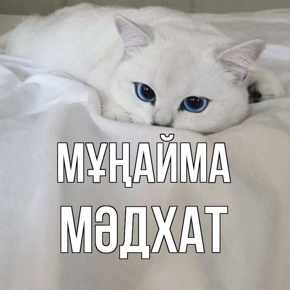Күн сайын ашық хат с именем, МӘДХАТ Мұңайма белый кот с голубыми глазами на белоснежной кровати Онлайн тегін жүктеп алу тілектері бар керемет карта 