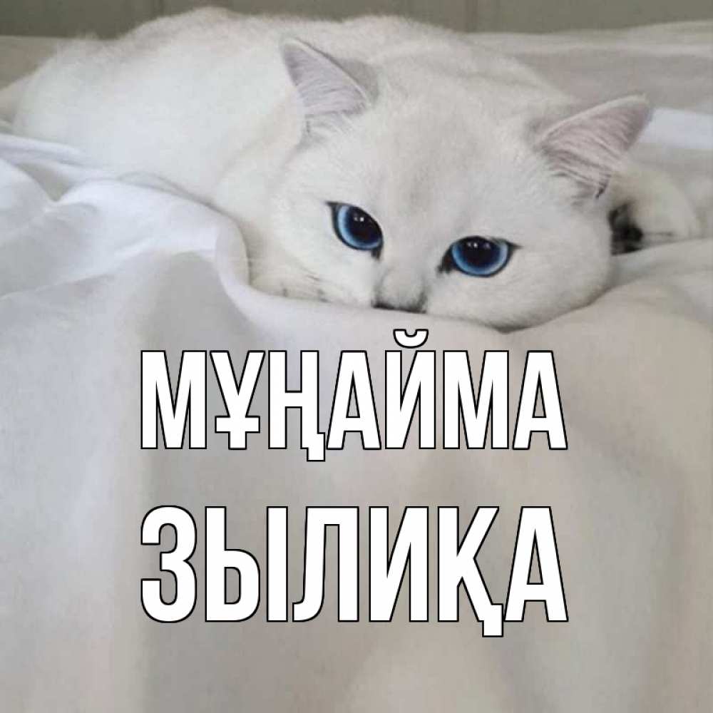 Күн сайын ашық хат с именем, ЗЫЛИҚА Мұңайма белый кот с голубыми глазами на белоснежной кровати Онлайн тегін жүктеп алу тілектері бар керемет карта 