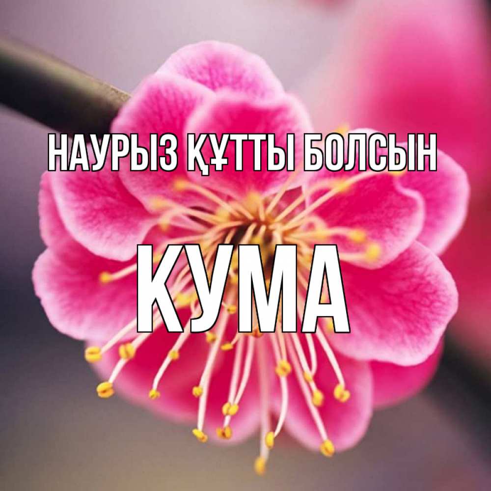 Күн сайын ашық хат с именем, Кума Наурыз құтты болсын цветы Онлайн тегін жүктеп алу тілектері бар керемет карта 