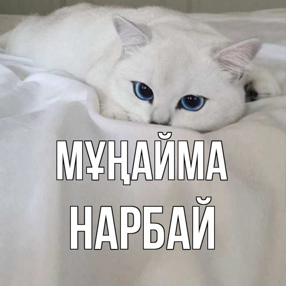 Күн сайын ашық хат с именем, НАРБАЙ Мұңайма белый кот с голубыми глазами на белоснежной кровати Онлайн тегін жүктеп алу тілектері бар керемет карта 