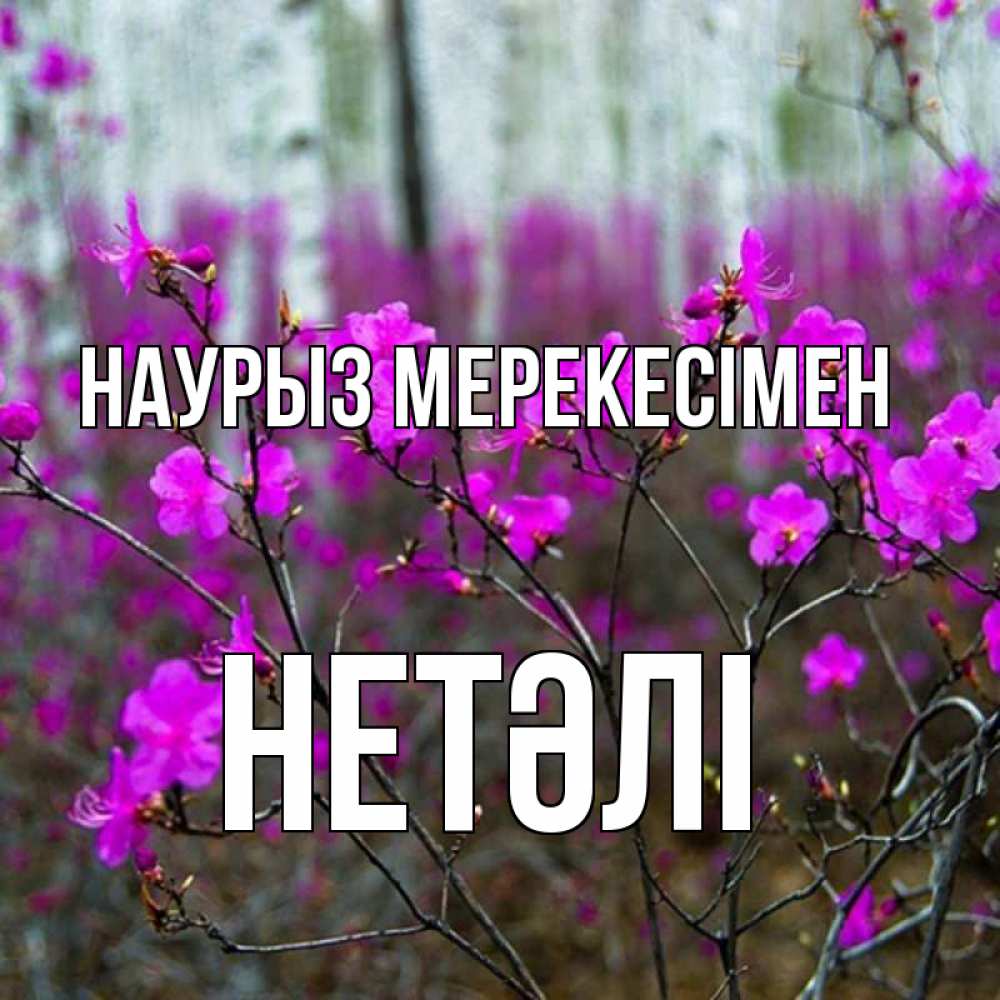 Күн сайын ашық хат с именем, НЕТӘЛІ Наурыз мерекесімен дикие цветы Онлайн тегін жүктеп алу тілектері бар керемет карта 