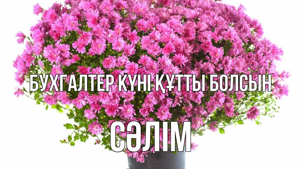 Күн сайын ашық хат с именем, СӘЛІМ бухгалтер күні құтты болсын с днем бухгалтера Онлайн тегін жүктеп алу тілектері бар керемет карта 