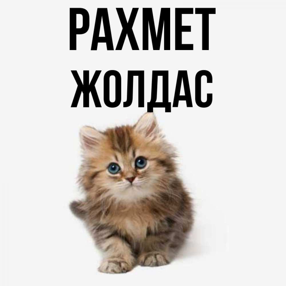 Күн сайын ашық хат с именем, Жолдас рахмет пушистый котик Онлайн тегін жүктеп алу тілектері бар керемет карта 