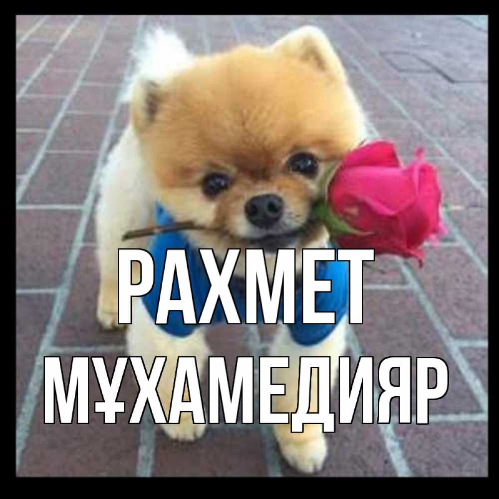 Күн сайын ашық хат с именем, МҰХАМЕДИЯР рахмет спасибо и дарю тебе цветок Онлайн тегін жүктеп алу тілектері бар керемет карта 