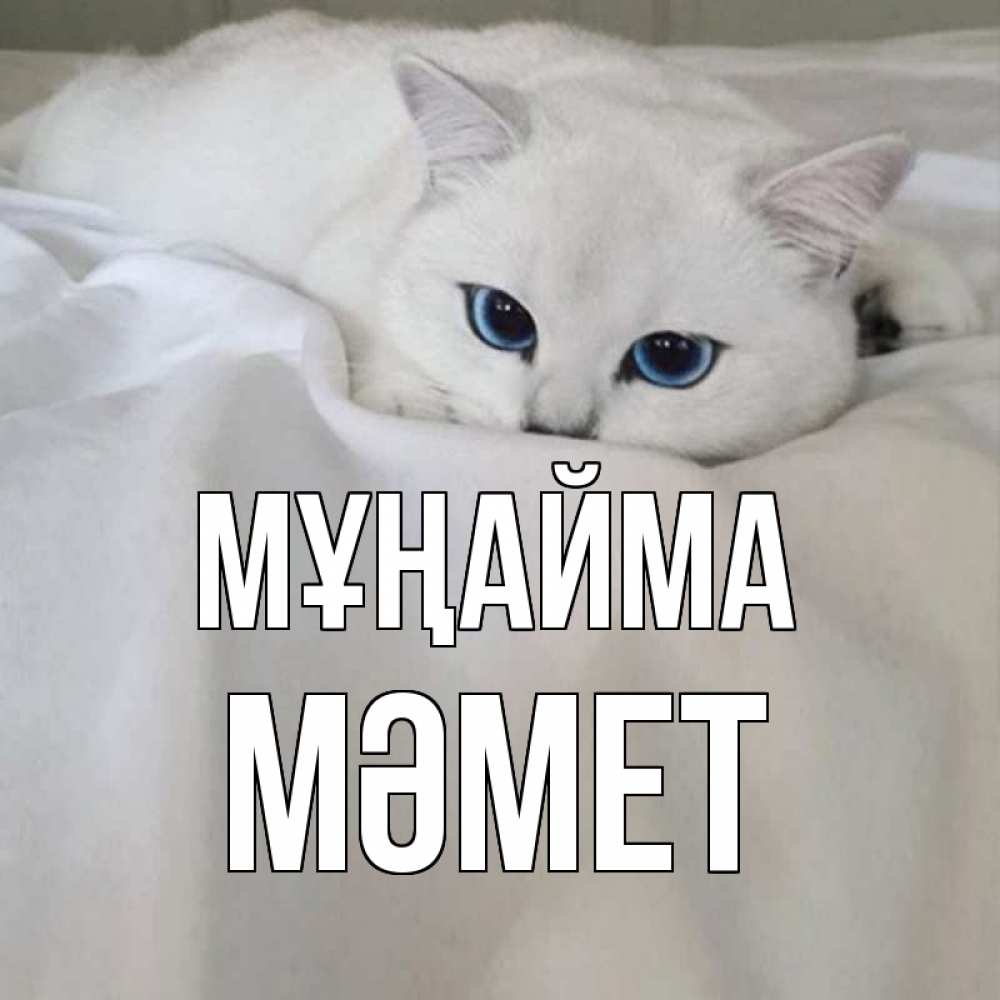 Күн сайын ашық хат с именем, Мәмет Мұңайма белый кот с голубыми глазами на белоснежной кровати Онлайн тегін жүктеп алу тілектері бар керемет карта 