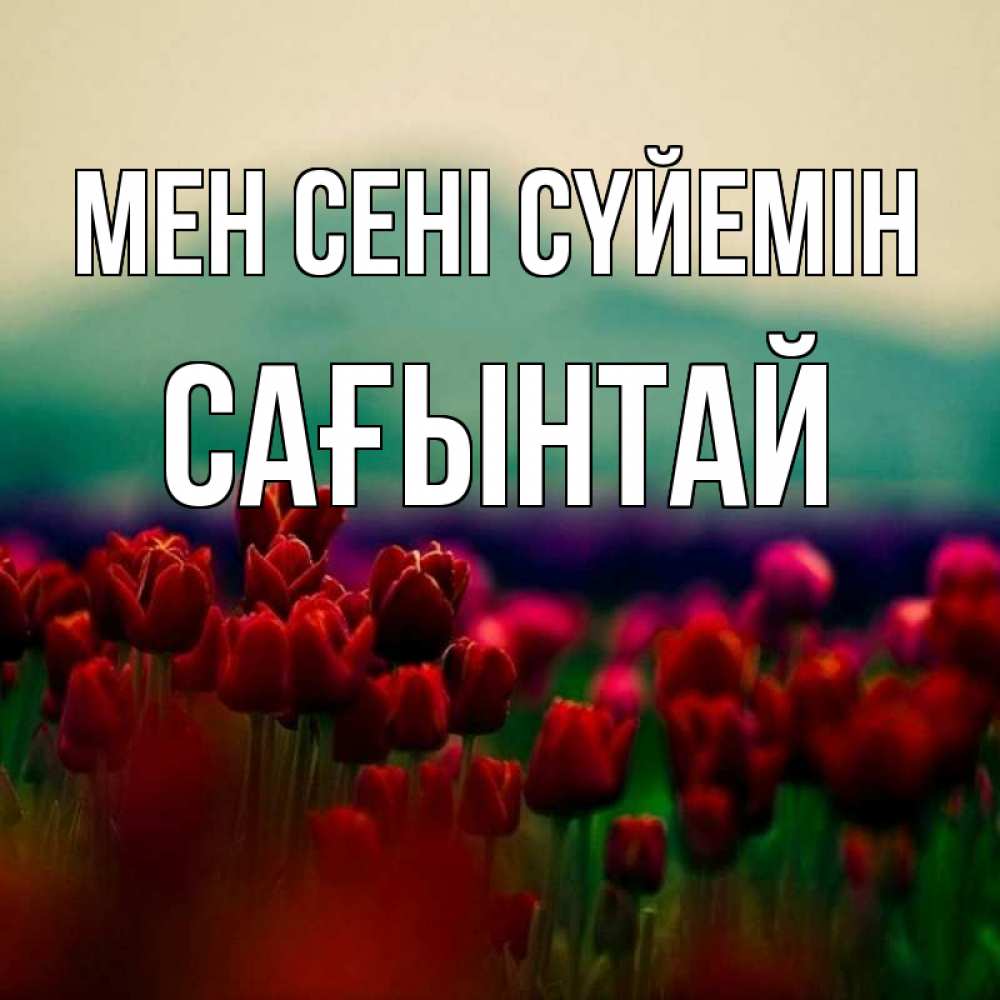 Күн сайын ашық хат с именем, Сағынтай Мен сені сүйемін тюльпаны 4 Онлайн тегін жүктеп алу тілектері бар керемет карта 