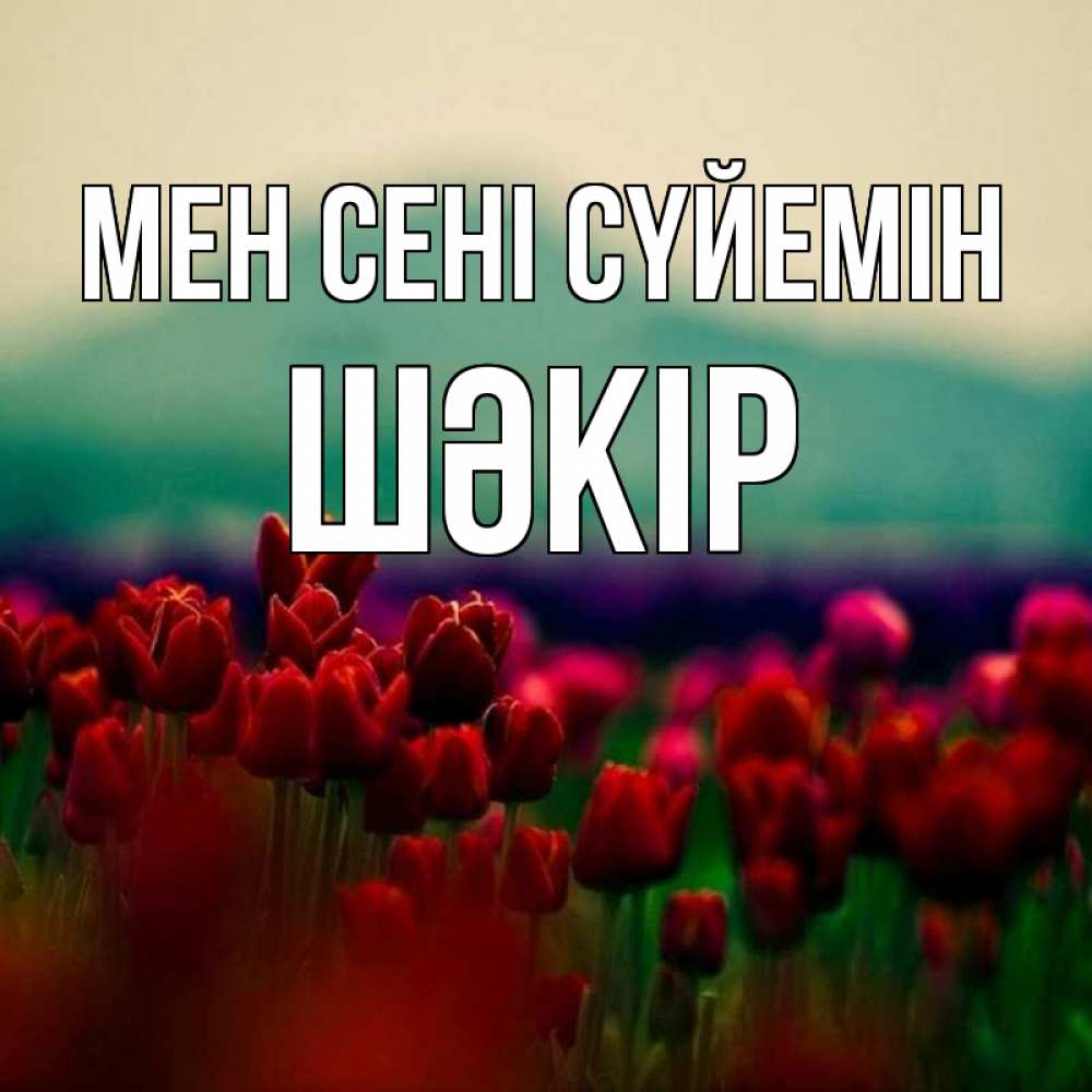 Күн сайын ашық хат с именем, ШӘКІР Мен сені сүйемін тюльпаны 4 Онлайн тегін жүктеп алу тілектері бар керемет карта 