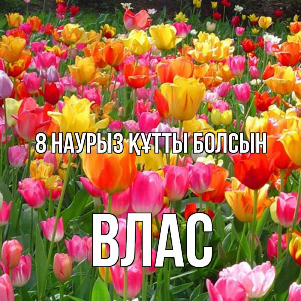 Күн сайын ашық хат с именем, Влас 8 наурыз құтты болсын на международный женский день Онлайн тегін жүктеп алу тілектері бар керемет карта 