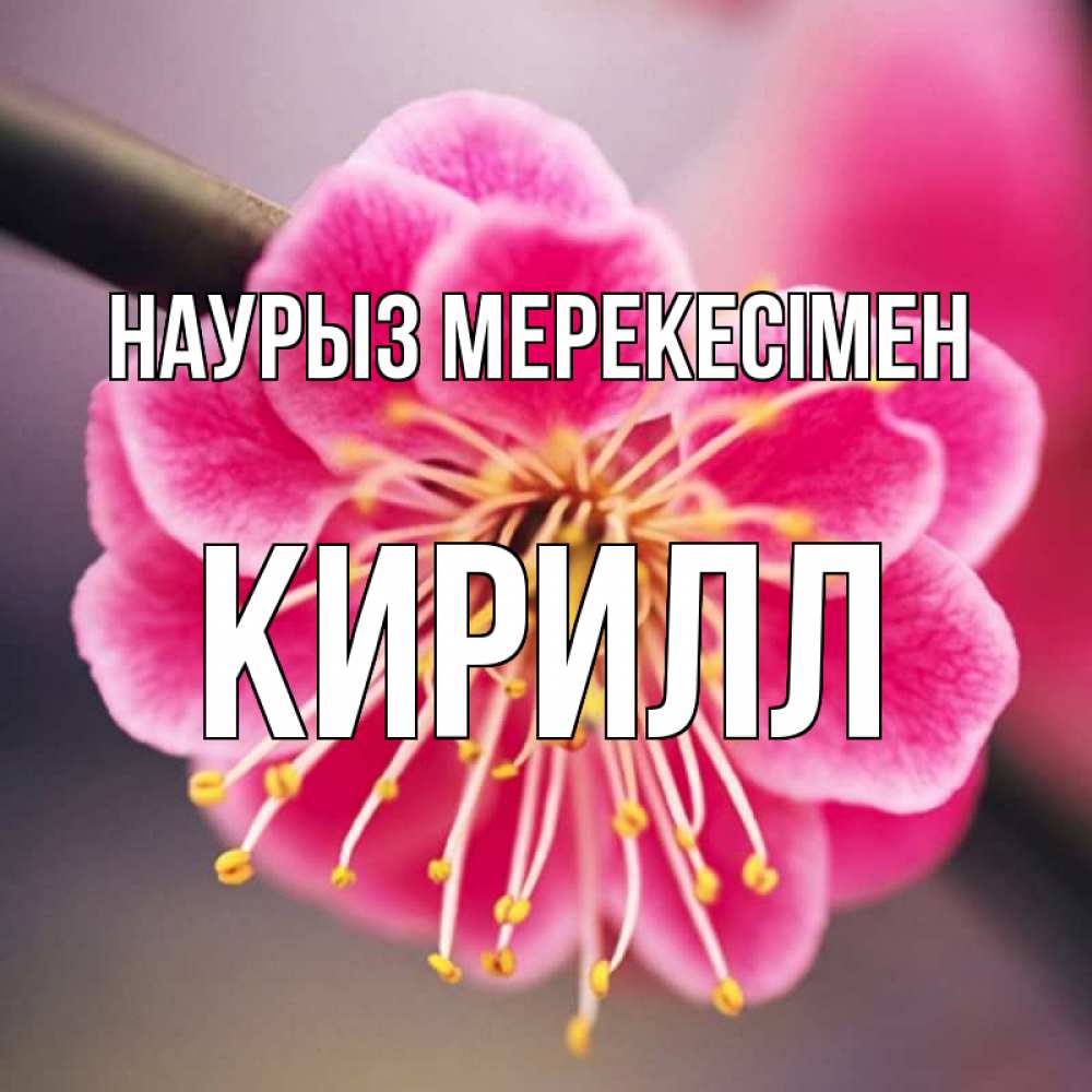 Күн сайын ашық хат с именем, Кирилл Наурыз мерекесімен цветы Онлайн тегін жүктеп алу тілектері бар керемет карта 