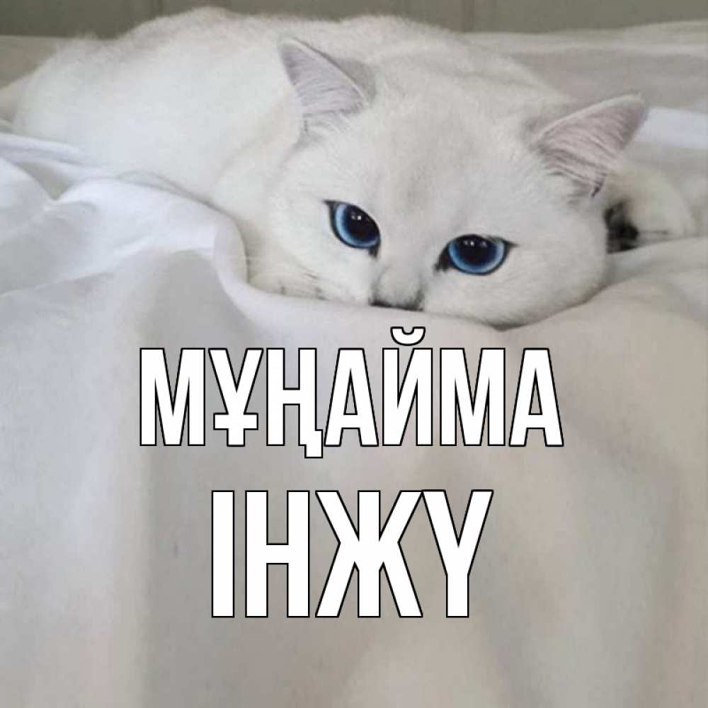 Күн сайын ашық хат с именем, ІНЖҮ Мұңайма белый кот с голубыми глазами на белоснежной кровати Онлайн тегін жүктеп алу тілектері бар керемет карта 