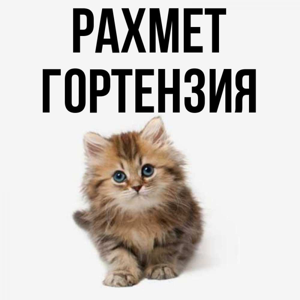 Күн сайын ашық хат с именем, Гортензия рахмет пушистый котик Онлайн тегін жүктеп алу тілектері бар керемет карта 