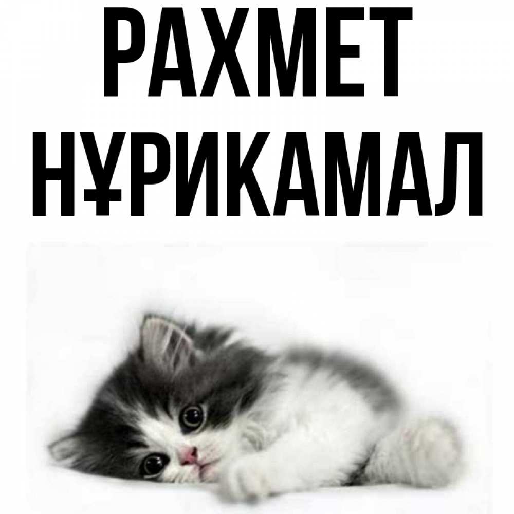 Күн сайын ашық хат с именем, НҰРИКАМАЛ рахмет черный и белый кот Онлайн тегін жүктеп алу тілектері бар керемет карта 