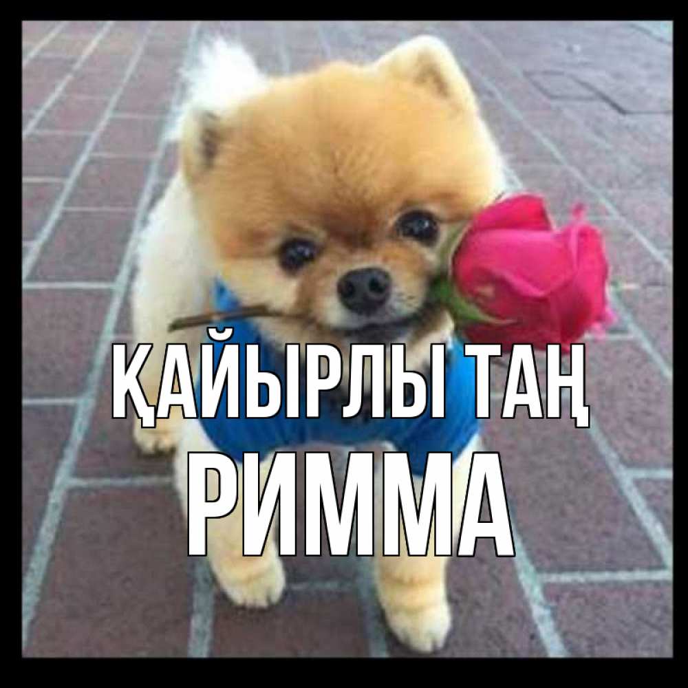 Күн сайын ашық хат с именем, Римма Қайырлы таң роза в зубах Онлайн тегін жүктеп алу тілектері бар керемет карта 